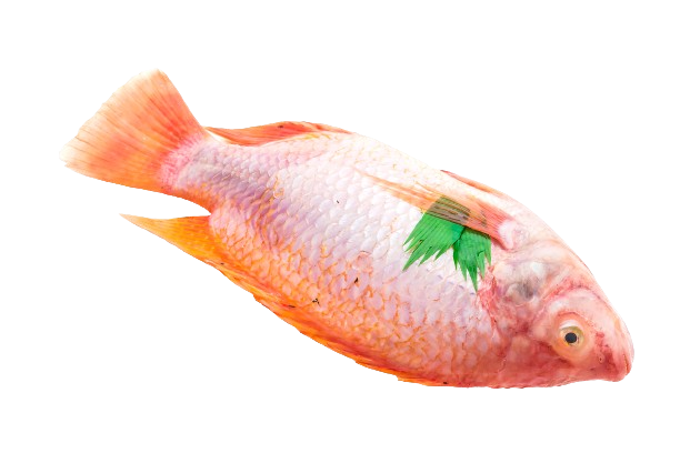 raw fresh fish removebg preview