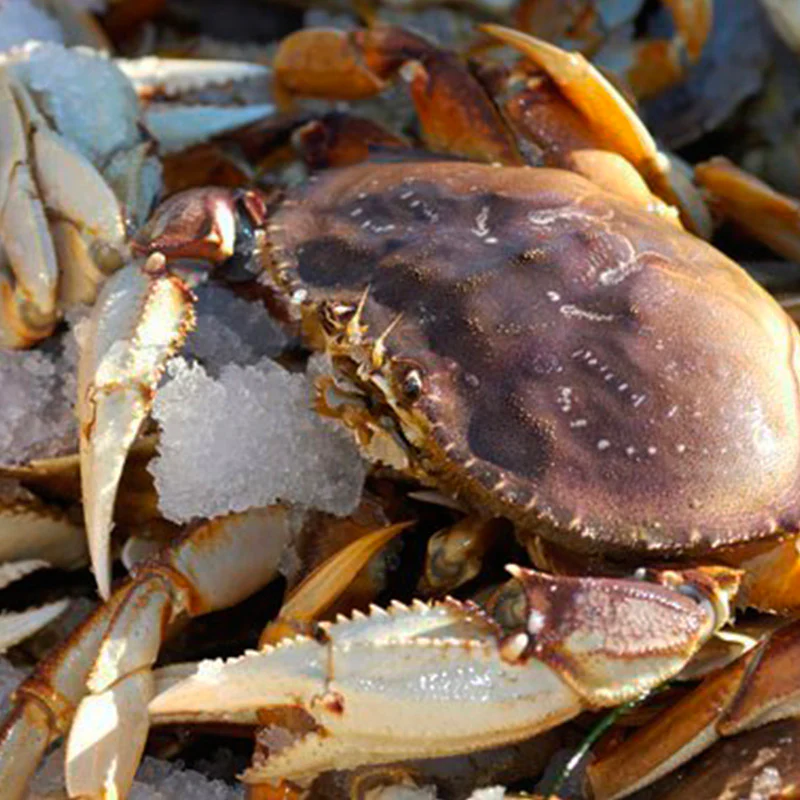 DUNGENESS CRAB PRINCIPAL 1_2048x